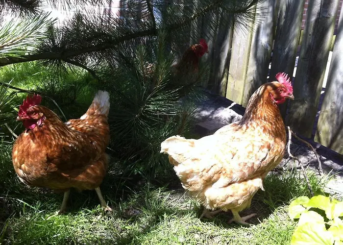 Grutterai * Slootdorp