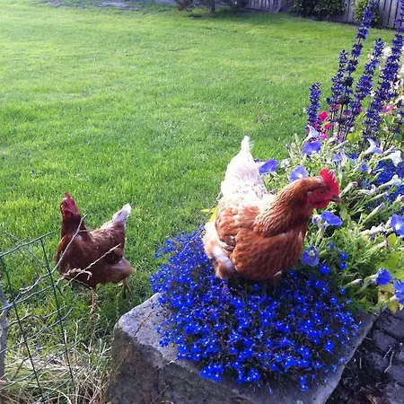 Grutterai بيت للعطل Slootdorp