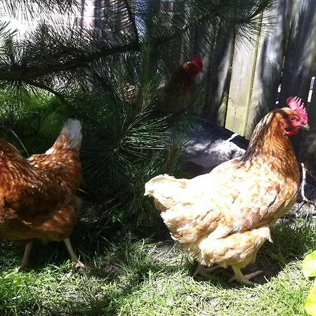 Grutterai * Slootdorp